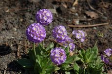 Primel-Kugelprimel 04.JPG